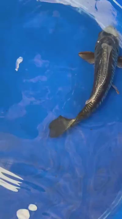 Doitsu Aragoke Koi 9 inch