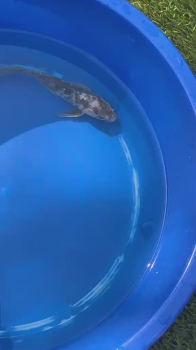 Showa Butterfly Koi 8 Inch