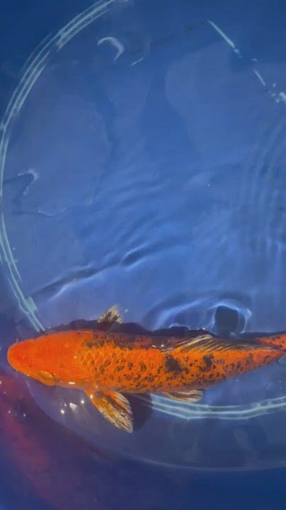 12"  Kin Hi Utsuri Koi