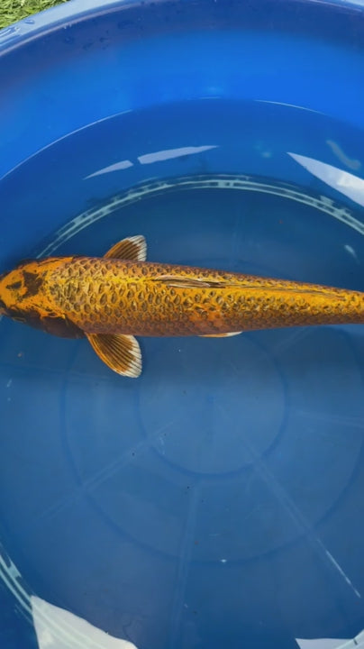 Kin Matsuba Koi 19"