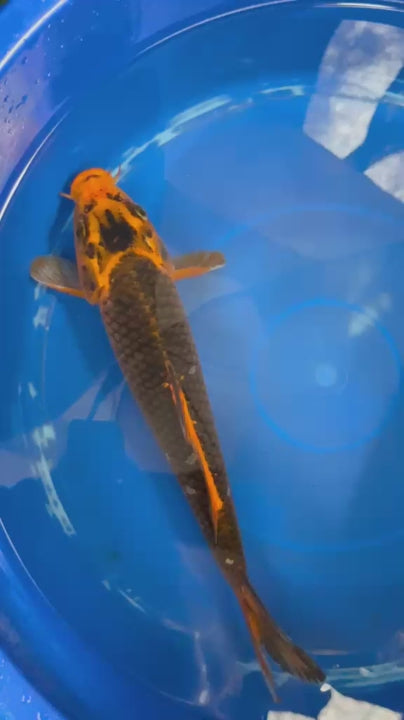 AKA Matsuba 12" KOI D