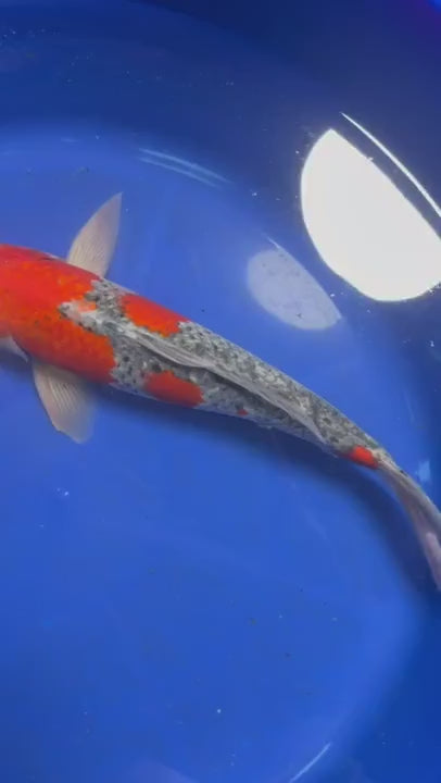 Japanese Goshiki Koi 15"