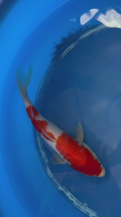 9" Kohaku Japanese Imported (Hand Picked) T2