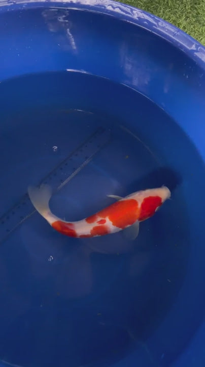 9"  Kohaku Japanese Import Koi (Hand Picked) T3