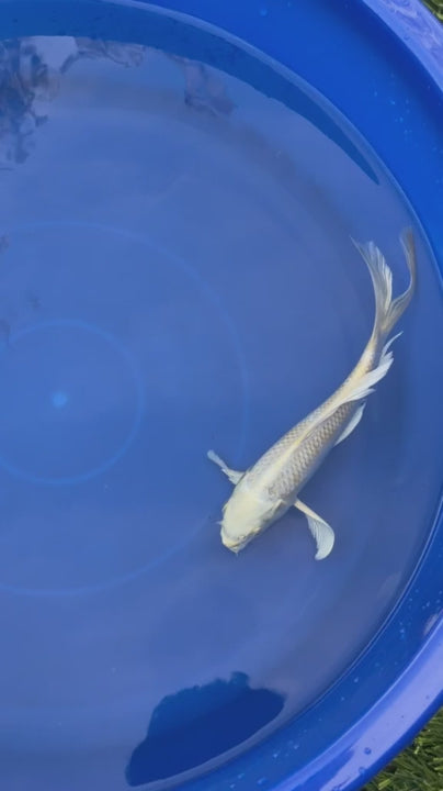 Platinum Ogon Butterfly Koi 8"