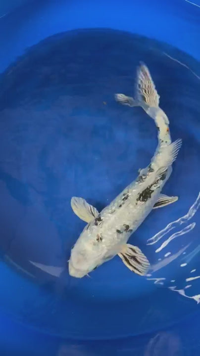 Ginrin Shiro Bekko Koi 12"