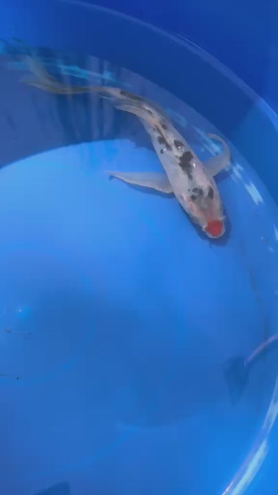 Sanke Butterfly Koi 8.5 Inch Red button Nose