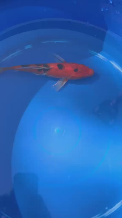 Sanke Butterfly Koi 9 Inch