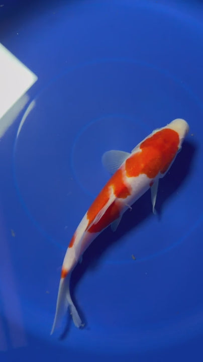 9" Kohaku Japanese Imported HQ(High Quality)
