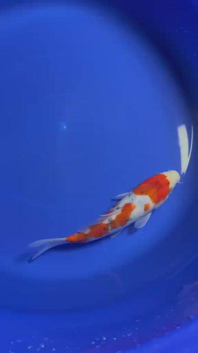 9" Sanke Tosai Japanese Import Koi