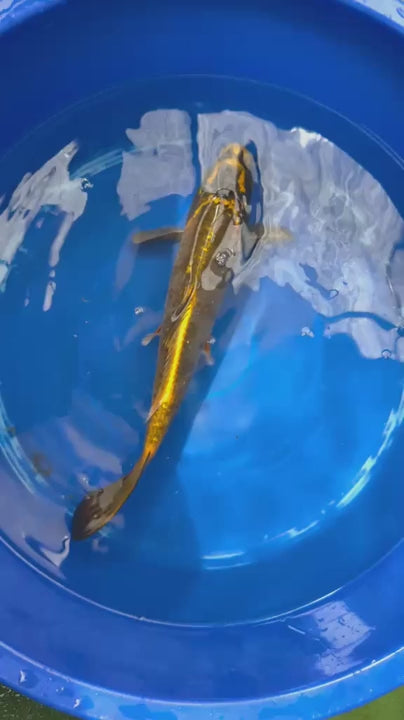 Matsuba Koi 13" C