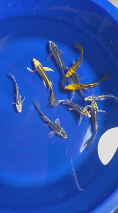 5 Pack of  Butterfly Koi 4 to 6 inch