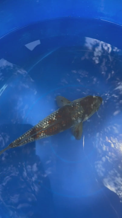 9" Ginrin Ochiba Japanese Import Koi