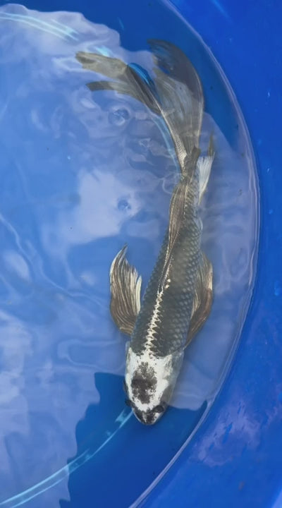 Gin Matsuba Butterfly Koi 11 Inch