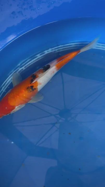 11" Sanke Japanese Import Koi