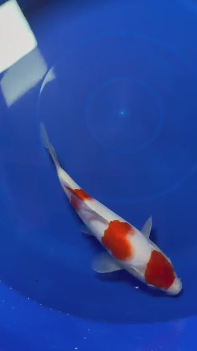 8" Kohaku Japanese Imported (Hand Picked)