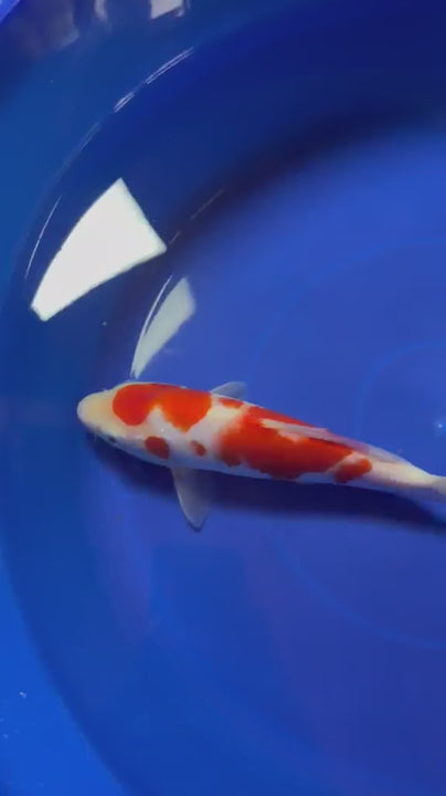 8" Kohaku Japanese Imported (Hand Picked)