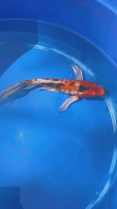 Showa Butterfly Koi 9 Inch