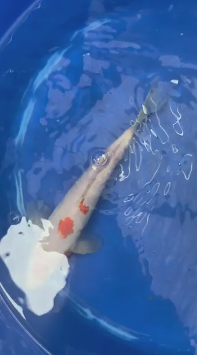 Tancho Kohaku 9" KOI