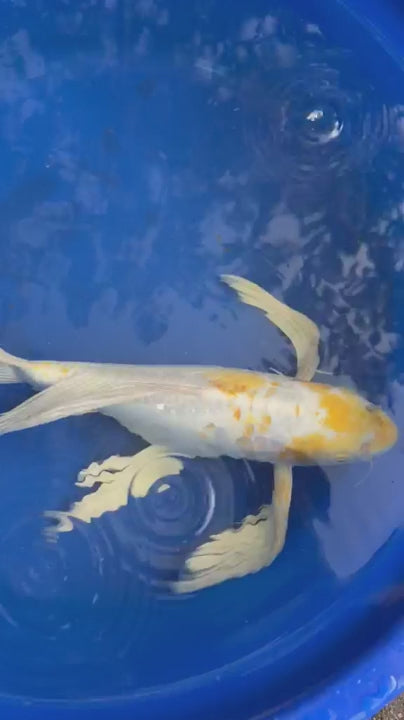 Doitsu Lemon Hariwake Butterfly Koi 17"