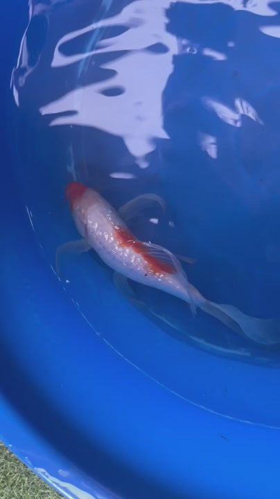 Ginrin Kohaku Butterfly Koi 8"