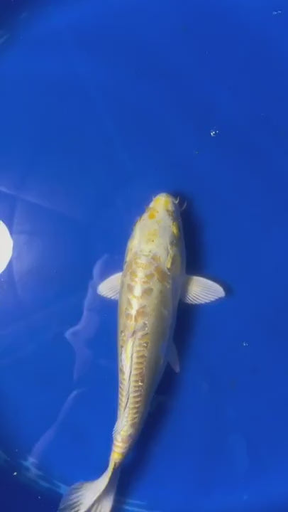 Yamabuki Hariwake Koi 10"