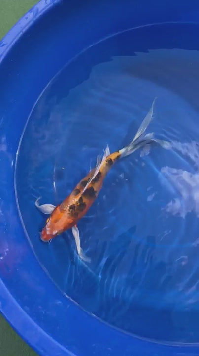 Yamato Nishiki Butterfly Koi 8"