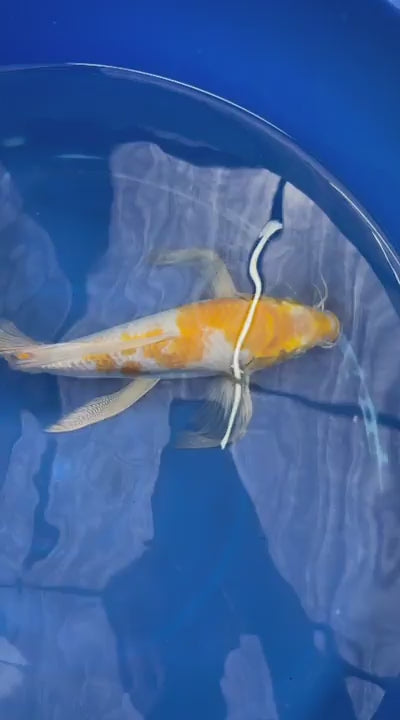 Hariwake Butterfly Koi 10"