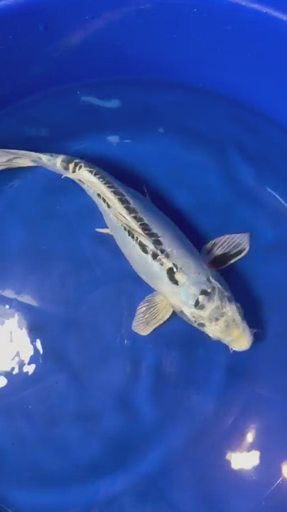14.5"  Kikokuryu Japanese Import Koi