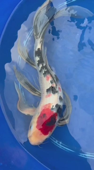 Tancho Showa Butterfly Koi 17 Inch