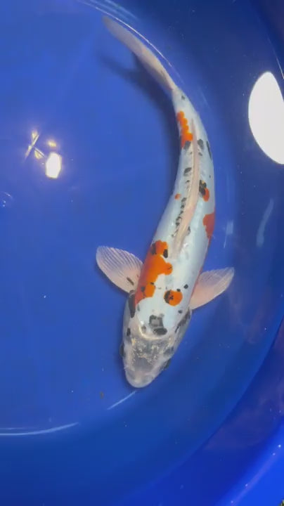 15"  Ki Kikokuryu Japanese Import Koi