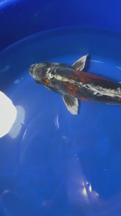 15"  Beni Kikokuryu Japanese Import Koi