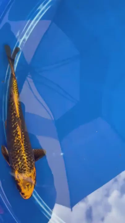 Ginrin Aka Matsuba  9" Koi GT