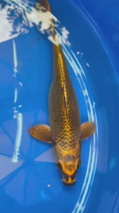 Matsuba Koi 10" GT