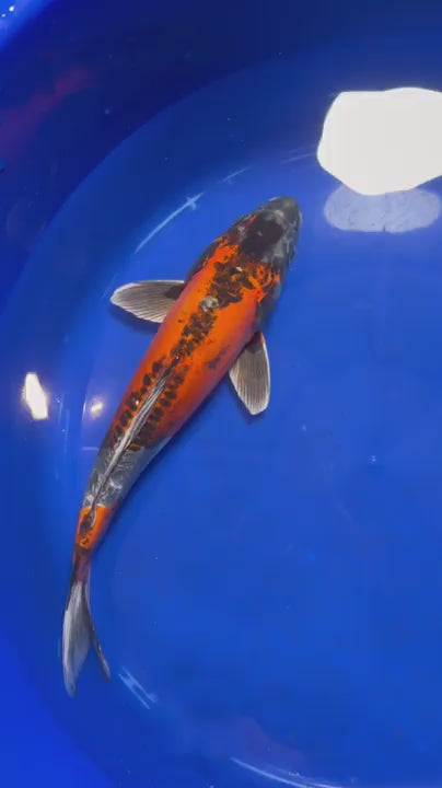 15" Inch Doitsu Matsuba Japanese Import Koi