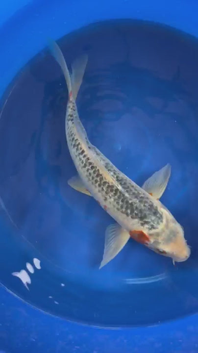 Asagi Koi 14"