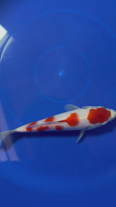 8"  (Tancho) Maruten Kohaku Japanese Imported HQ(High Quality)