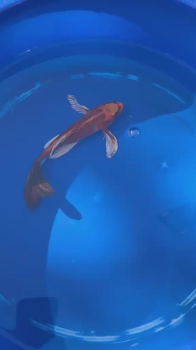 Kin Matsuba Butterfly Koi 8 Inch