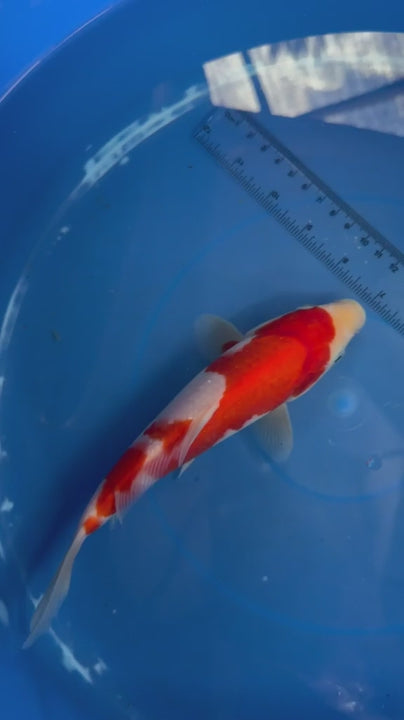 8" Kohaku Japanese Imported (HAND PICKED)