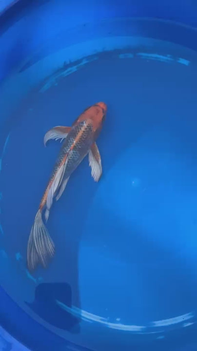 Kujaku Butterfly Koi 9 Inch