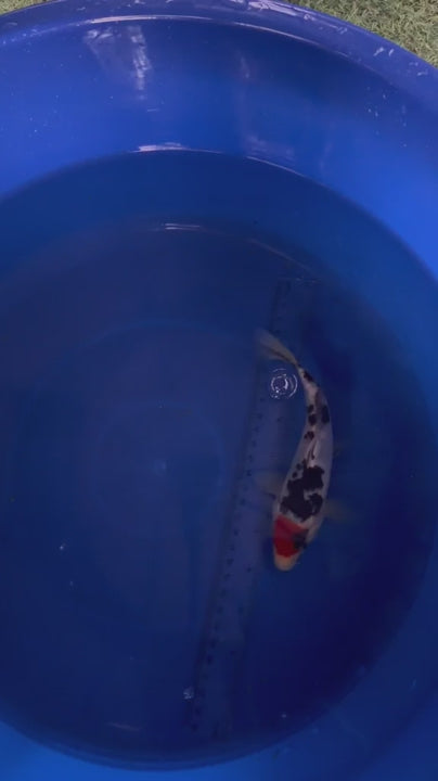 6"  Tancho Sanke Import Koi (Hand Picked) T3