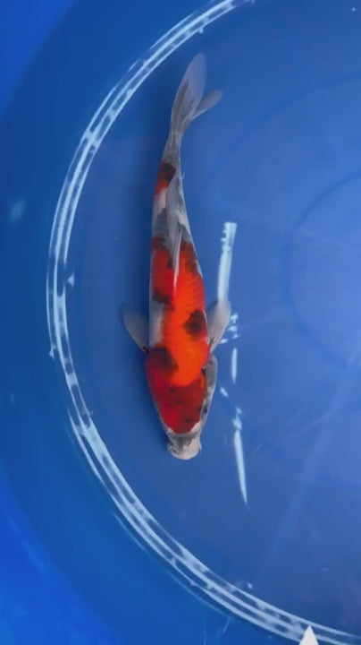 9" Showa Japanese Import Koi