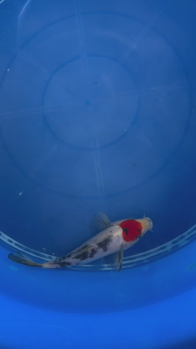 6"  Tancho Sanke Japanese Import Koi