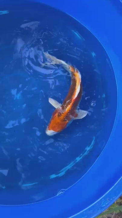 Japanese Kujaku 9" inch Koi T5