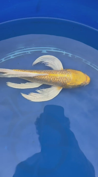 Ginrin Yamabuki Ogon Butterfly Koi 12 Inch