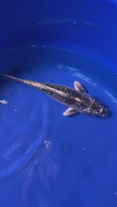 Aragoke Dragon Scale 9" inch Koi