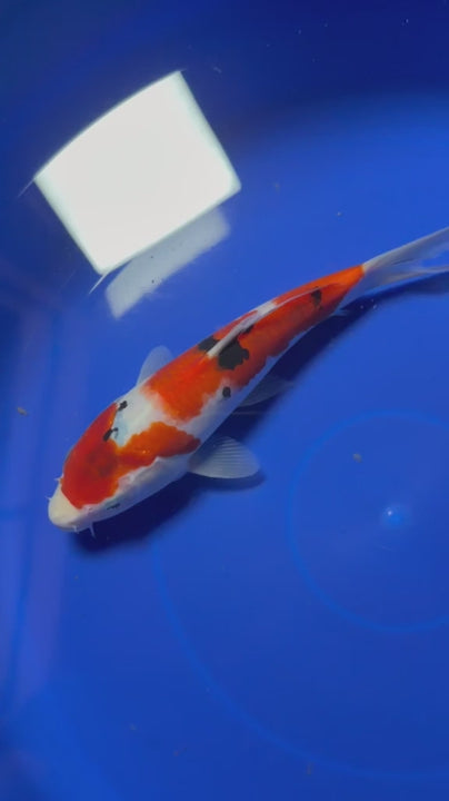 9" Sanke Japanese Imported HQ(High Quality)