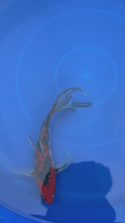 Aka Bekko Butterfly Koi 8"