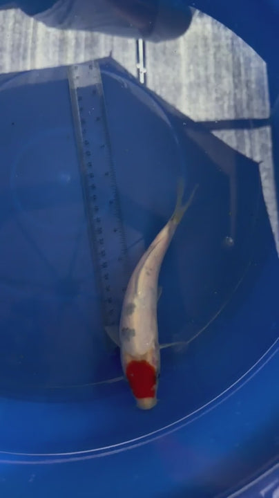 6"  Tancho Sanke Japanese Import Koi (Hand Picked) T3