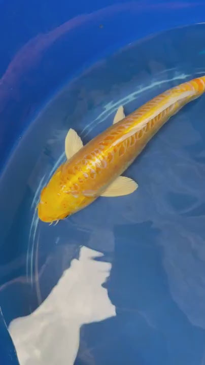 12"  Yamabuki Ogon Koi